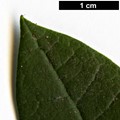 SpeciesSub: subsp. cinnamomeum Campbelliae Group